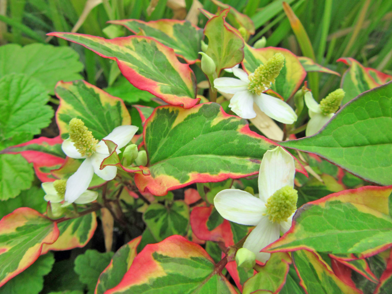 Eidechsenschwanz Chameleon